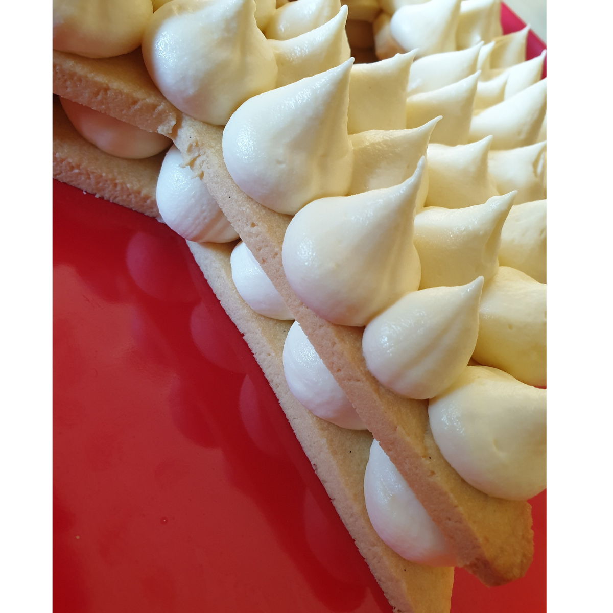 White chocolate cheese cake filling piped with 13mm round icing nozzle onto vanilla cookies